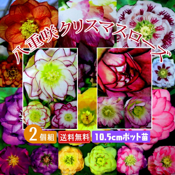 【楽天市場】八重咲き クリスマスローズ 【選べる花色