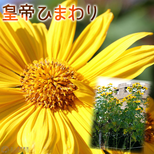 ヒマワリ gentai-sun_000.jpg