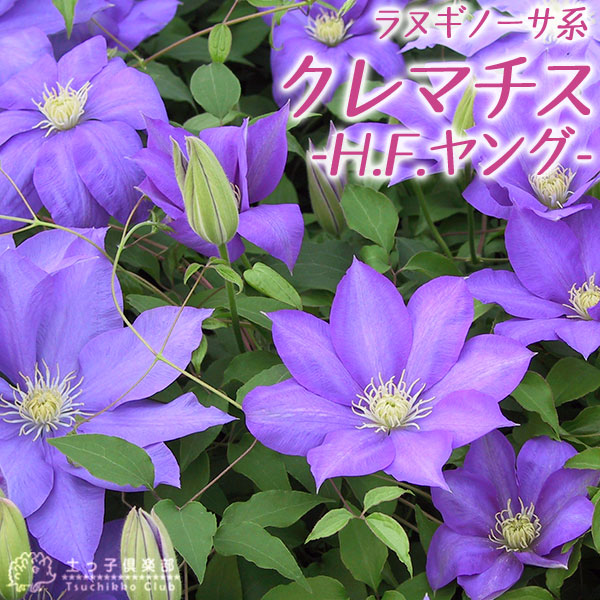 楽天市場 クレマチス 白馬 ハクバ 6号苗 花終わり 千草園芸