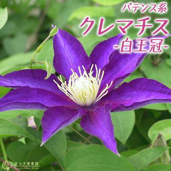 楽天市場 クレマチス 白王冠 パテンス系 早咲き大輪系 9cmポット苗 花と緑の専門店 土っ子倶楽部