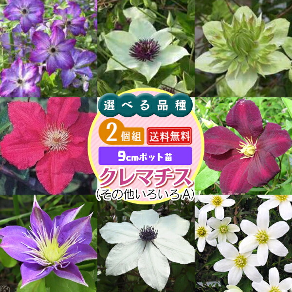 楽天市場】クレマチス 『 ドクターラッペル 』 パテンス系・旧枝