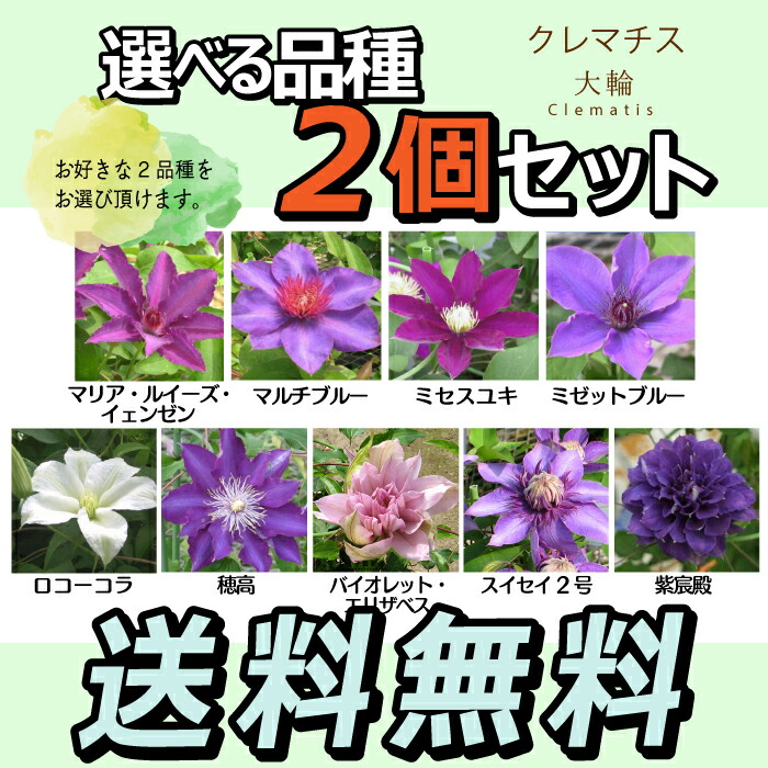 楽天市場 クレマチス 大輪b 9cmポット苗 2個セット 送料無料 選べる品種 花と緑の専門店 土っ子倶楽部