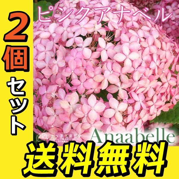 楽天市場 アジサイ ピンクアナベル 10 5cmポット苗 送料無料 2個セット 花と緑の専門店 土っ子倶楽部