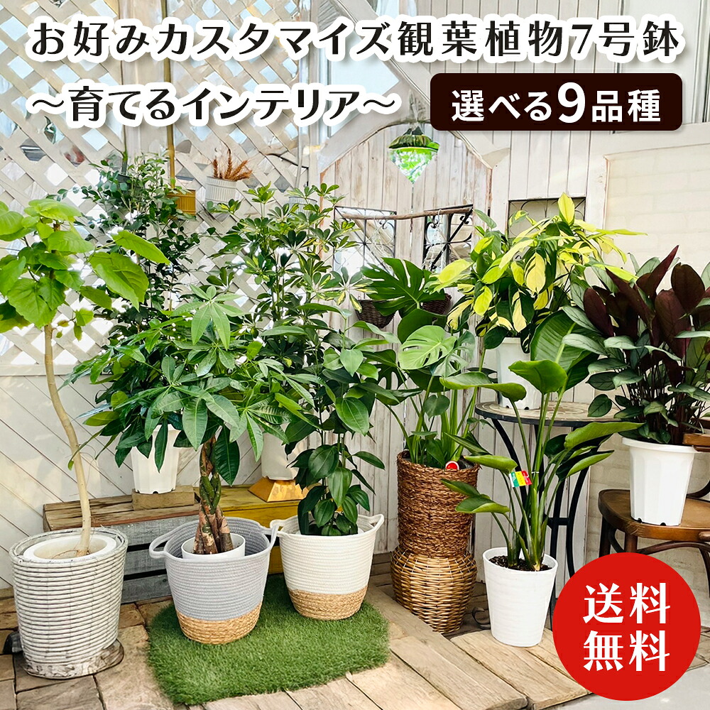 楽天市場】ミニ観葉 『 おまかせ 5品種セット 』 9cmポット 《 観葉 