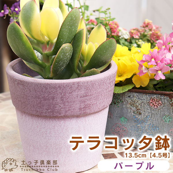 楽天市場】のびのび育つ 『 スリット鉢 』 18cm（6号） 【 送料無料 】 【3個セット】 : 花と緑の専門店 土っ子倶楽部