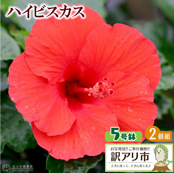 Sale 103 Off プニカ アルハンブラ 苗木 2 5号ポット 姫ザクロ 一才ザクロ