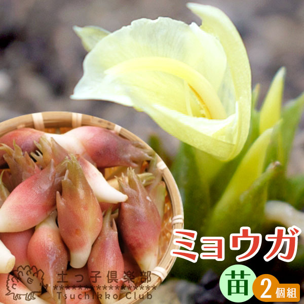 楽天市場】畑わさび ( ワサビ 苗 ) 9cmポット苗 【 2個セット 楽天市場】畑わさび ( ワサビ 苗 ) 9cmポット苗 【 2個セット