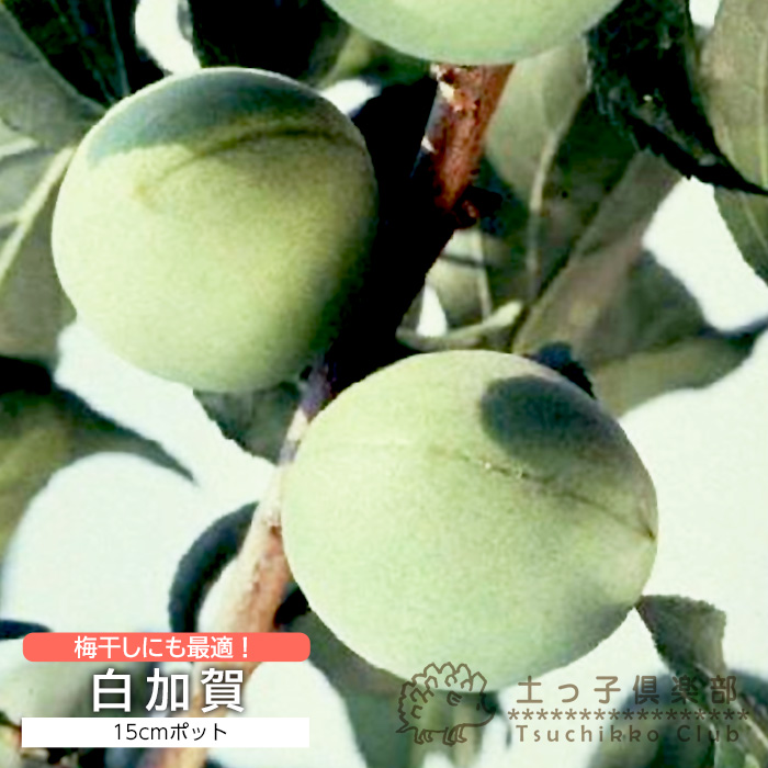 楽天市場】小梅 『 甲州最小 』コウシュウサイショウ 15cmポット