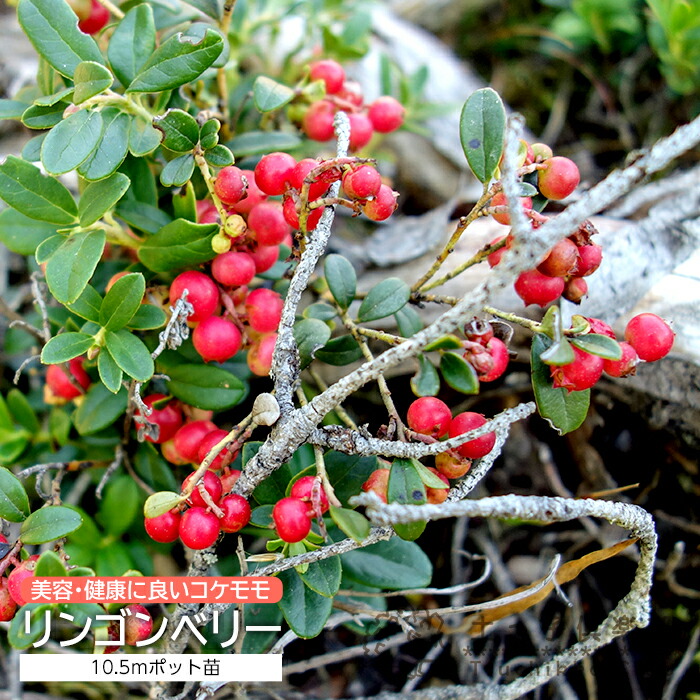 楽天市場】マルメロの木 15cmポット接ぎ木苗 （別名：西洋カリン） : 花と緑の専門店 土っ子倶楽部