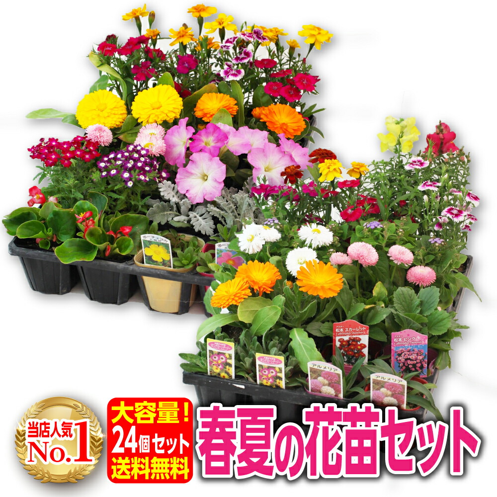 【楽天市場】花苗 セット 24個 送料無料 春夏 長く楽しめる花苗セット：花と緑の専門店 土っ子倶楽部