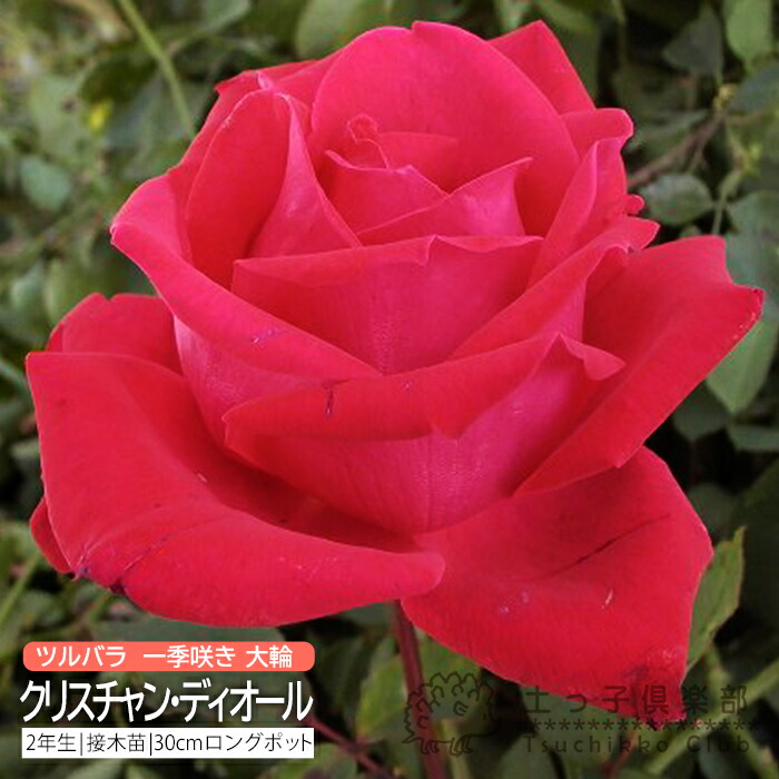 楽天市場】◇開花後強剪定株 花芽なし◇ バラ 苗 【クリスチャン