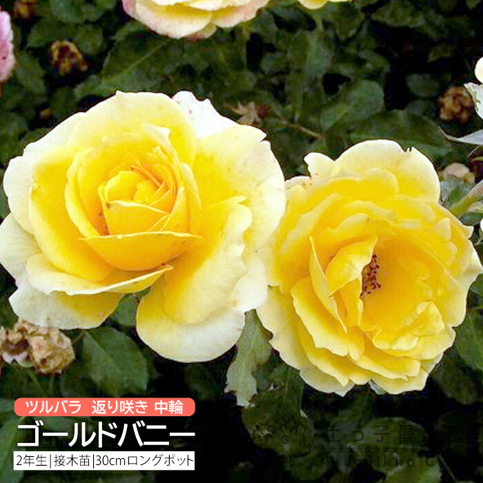 楽天市場】ツルバラ 返り咲き 大輪 『 サハラ '98 』 2年生 接ぎ木苗