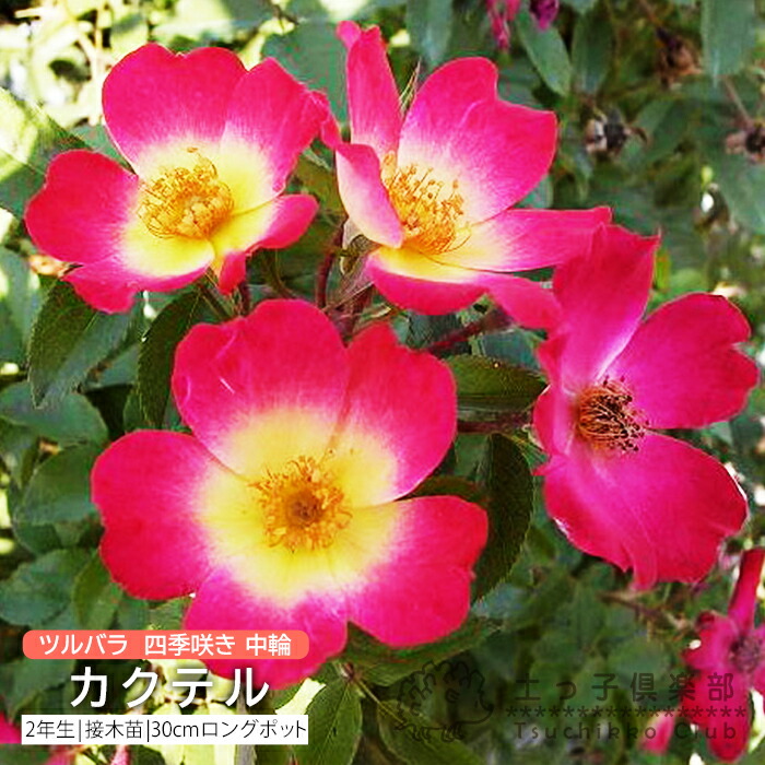 バラ超特大苗　つるバラ　パレード　濃ローズピンク　大輪　ロゼット咲　四季咲き つるバラ 四季咲き大苗 パレード Herb&Rose バラ苗販売 商品詳細