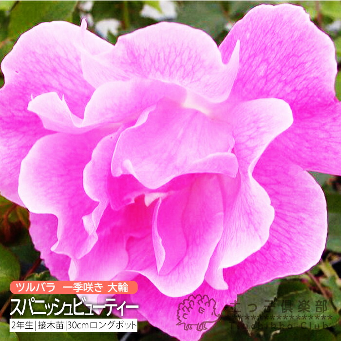 楽天市場】薔薇 苗 四季咲き大輪C 2年生 接ぎ木苗 （ ハイブリットティーローズ ） 【 2個セット 】 【 送料無料 】 【 選べる品種 】 :  花と緑の専門店 土っ子倶楽部