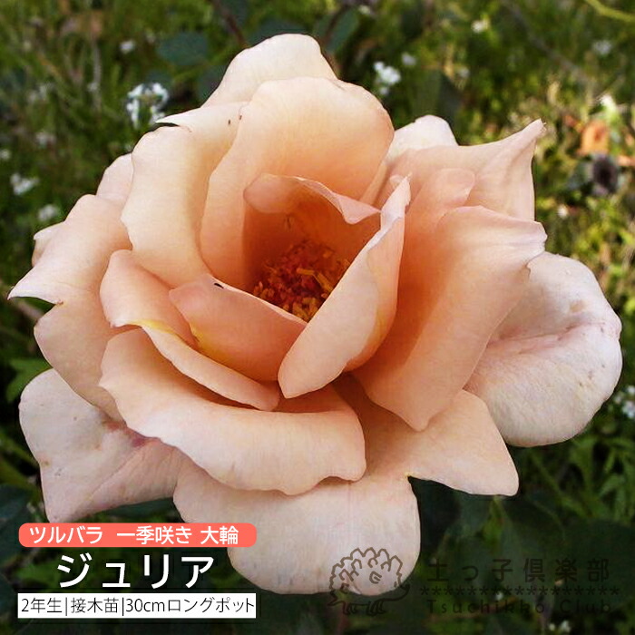 ツル薔薇 大苗クライミングローズ 接木苗木 2種 宅急便.匿名