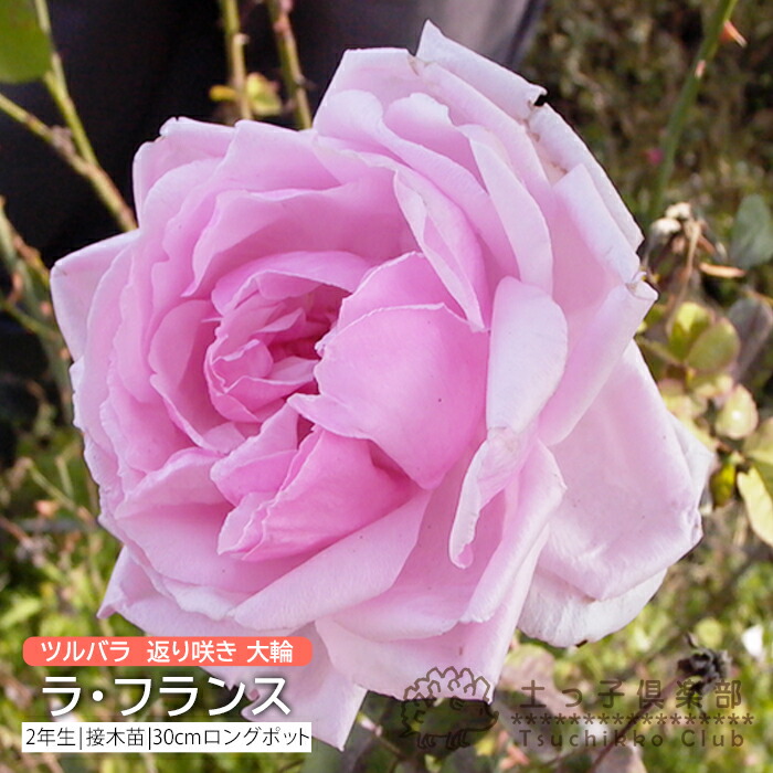 薔薇苗 強健 四季咲き ふんわり優しいバラ苗 国華園オンラインショップ / バラ苗 四季咲き性 ゼプティPVP 1株