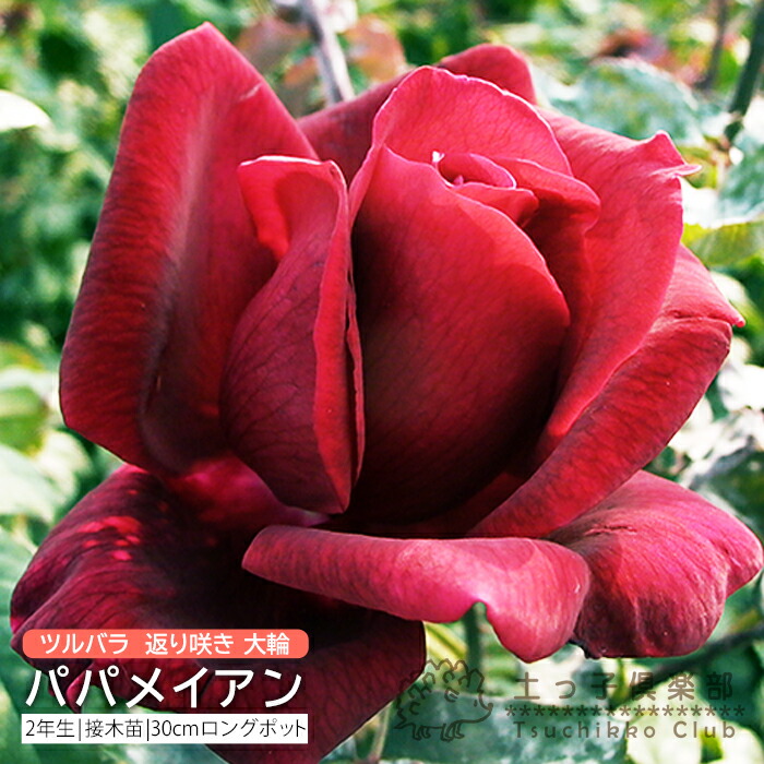 楽天市場】【スーパーSALE☆300円OFF】 ツルバラ 返り咲き 大輪