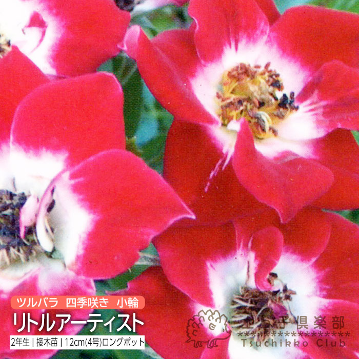 楽天市場】ツルバラ 四季咲き 小輪 『 リトルアーティスト 』 2年生