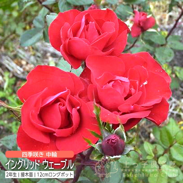 バラ苗　赤　品種不明 楽天市場】アウトレット バラ 1〜2年生 接ぎ木苗 12cmポット 品種不明