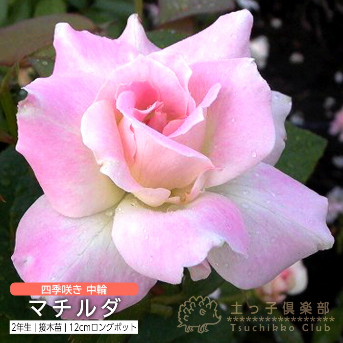 楽天市場】四季咲き 中輪 『 ゴールデン・フラッシュ 』 2年生