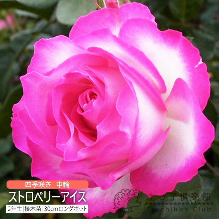 楽天市場】四季咲き 中輪 『 センチメンタル 』 2年生 接ぎ木苗