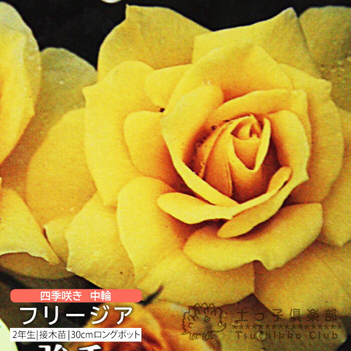 楽天市場】四季咲き 中輪 『 センチメンタル 』 2年生 接ぎ木苗