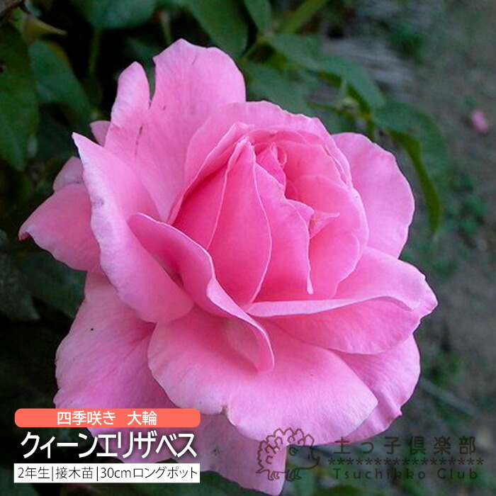 楽天市場】ツルバラ 大輪 『 クリスチャン・ディオール 』 2年生