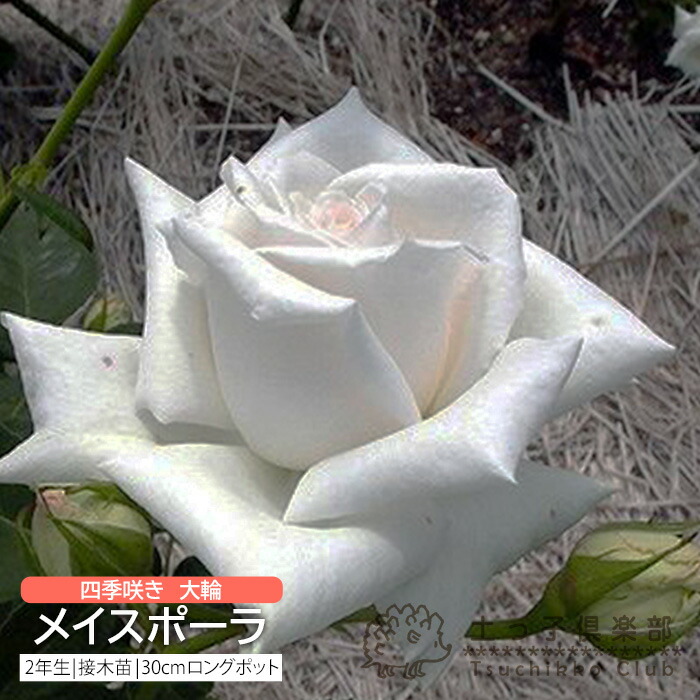 ぽめきち」 切り花品種バラ苗 レアバラ 2点 ぽめきち」 切り花品種バラ