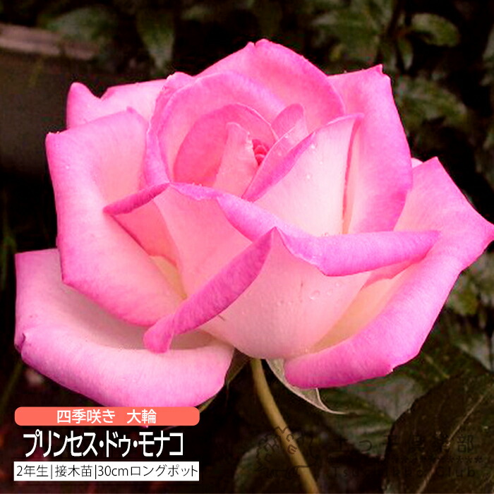 楽天市場】四季咲き 大輪 『 シャーコック 』 2年生 接ぎ木苗