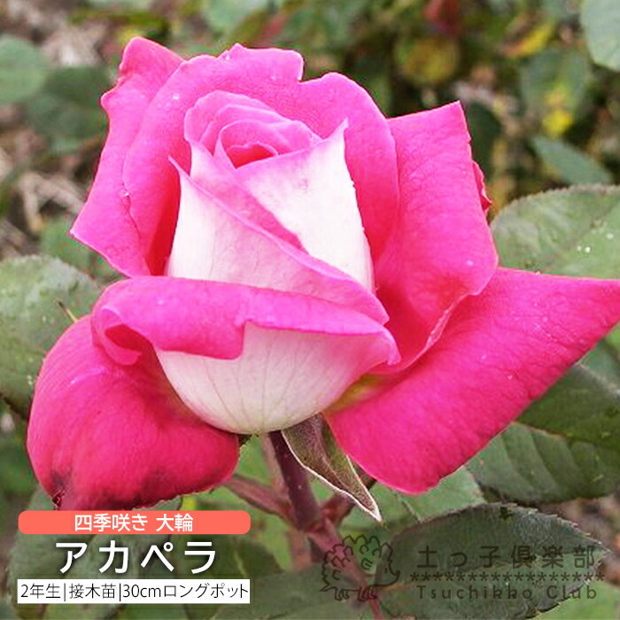 楽天市場】四季咲き 大輪 『 シャーコック 』 2年生 接ぎ木苗