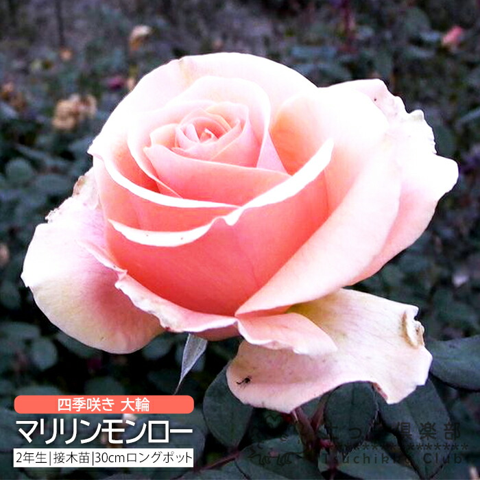 楽天市場】四季咲き 中輪 『 ストロベリーアイス 』 2年生 接ぎ木苗