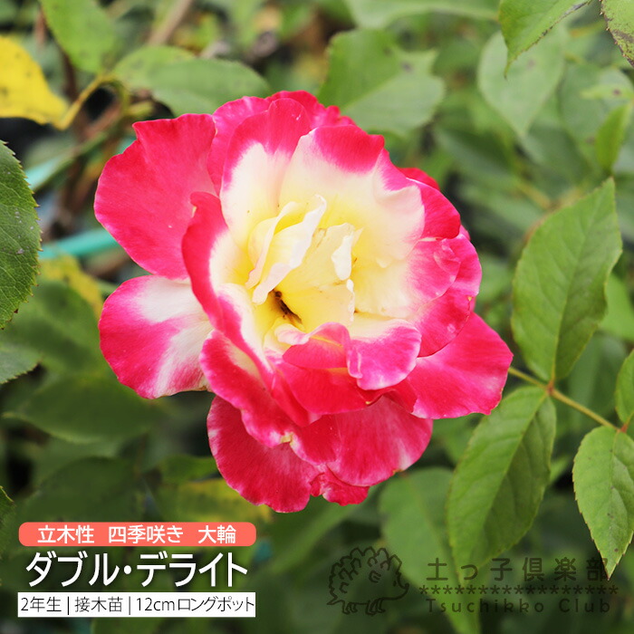 楽天市場】ツルバラ 返り咲き 大輪 『 サハラ '98 』 2年生 接ぎ木苗