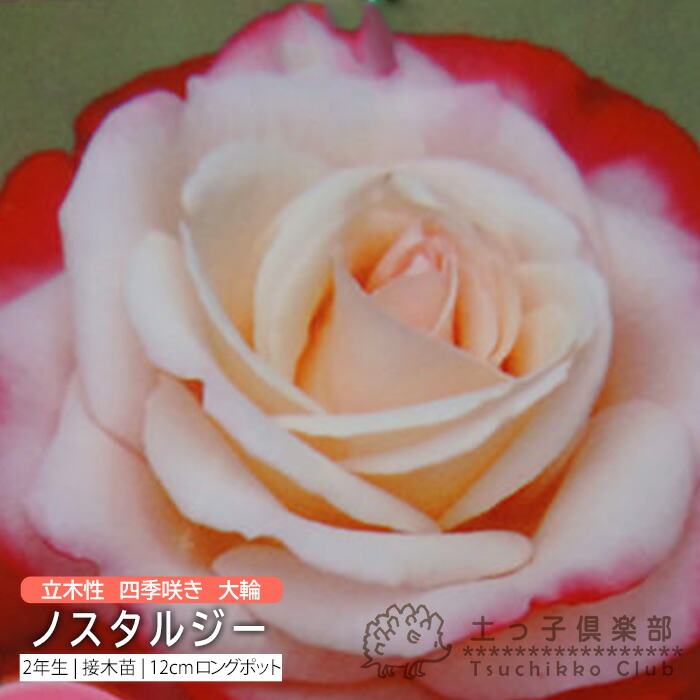 楽天市場】四季咲き 大輪 『 黒真珠 』 2年生 接ぎ木苗