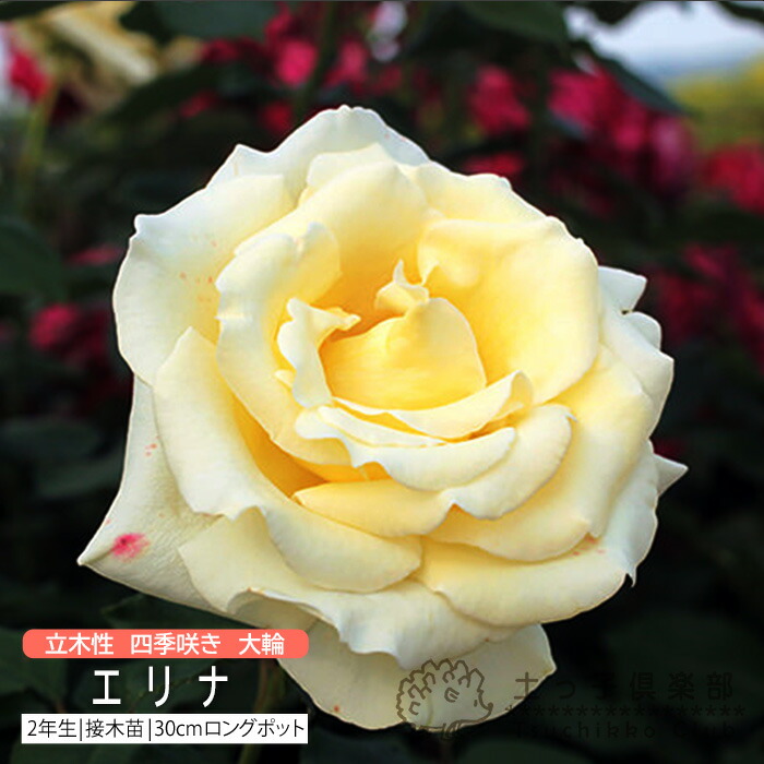 楽天市場】薔薇 苗 四季咲き大輪C 2年生 接ぎ木苗 （ ハイブリット