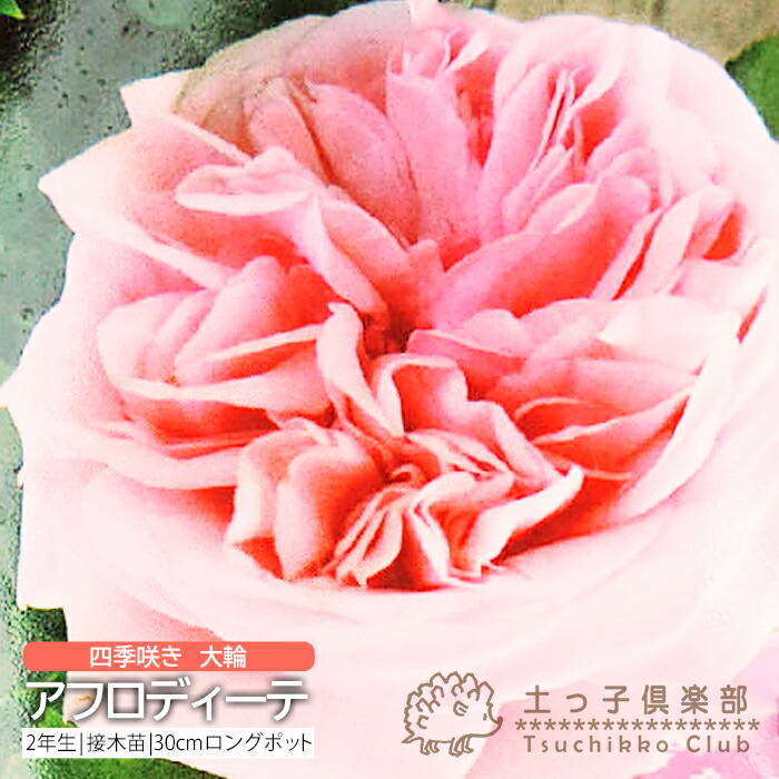 楽天市場】薔薇 苗 四季咲き中輪A 2年生 接ぎ木苗 【 2個セット 】 【 送料無料 】 【 選べる品種 】 : 花と緑の専門店 土っ子倶楽部