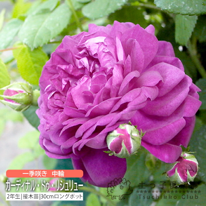 楽天市場】薔薇 苗 四季咲き中輪A 2年生 接ぎ木苗 【 2個セット