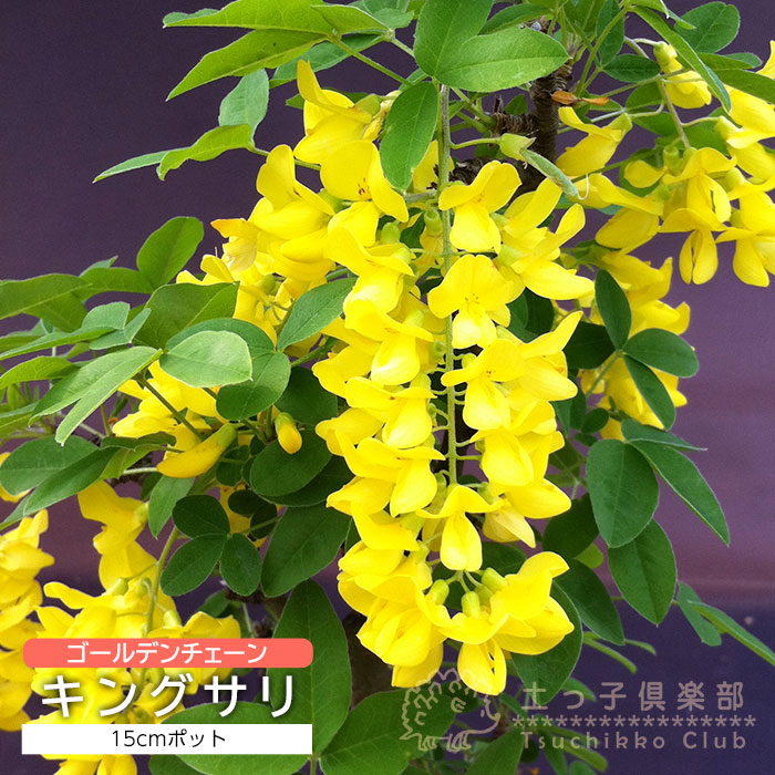 楽天市場】ローズマリー （ 這性タイプ ） 9cmポット苗 【 送料