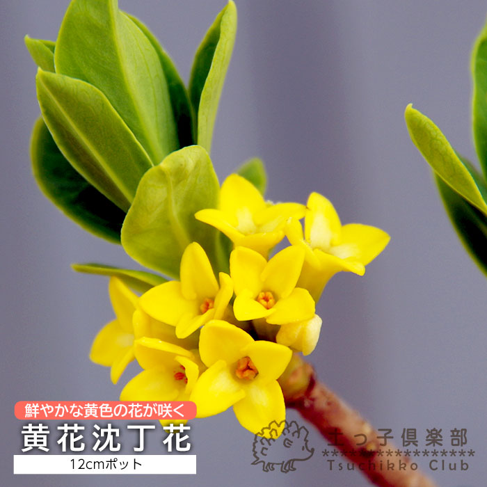 【直接取引】中国ニンジンボク　細葉ニンジンボク 9〜10号 楽天市場】【現品】チャイナニンジンボク（細葉中国人参木）青花