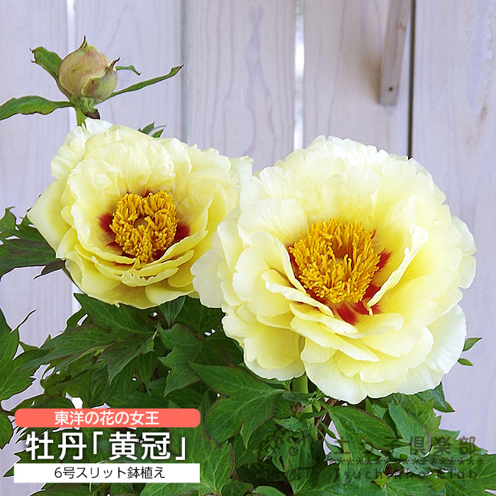 楽天市場】【花終わり】ボタン(牡丹) 苗木 金晃(キンコウ) 7号 : 千草園芸