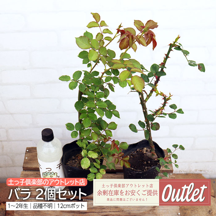 海外 アウトレット ビルベリー 果樹 家庭菜園 6号鉢植え 健康果樹 鉢付き
