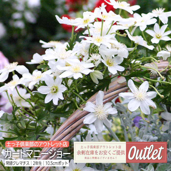 楽天市場】クレマチス 『 篭口 （ ロウグチ ） 』 インテグリ