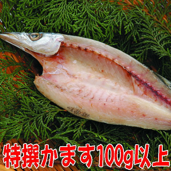 楽天市場 本かます干物 大 沼津無添加カマスひもの産地直送 駿河湾特急