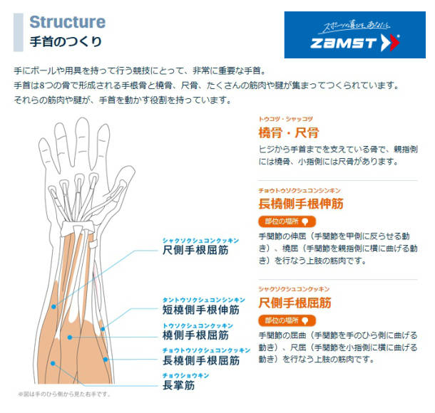 楽天市場 Zamst ザムスト リストバンドサポーター ザムスト 手首サポーター Wrist Band 辻川スポーツ