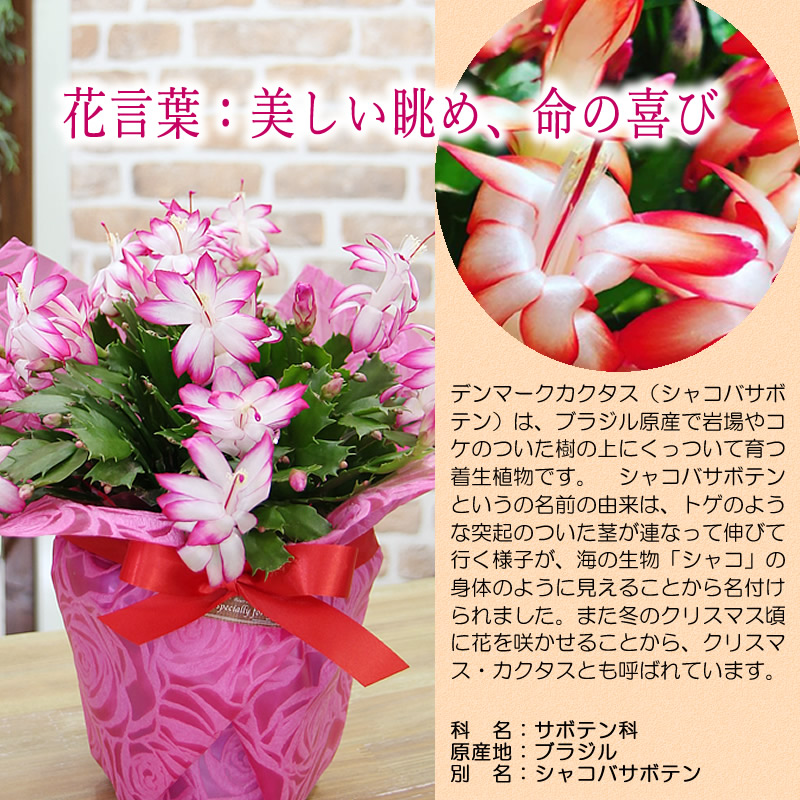 デンマークカクタス シャコバサボテン 鮮やかに咲かせるたくさんの花