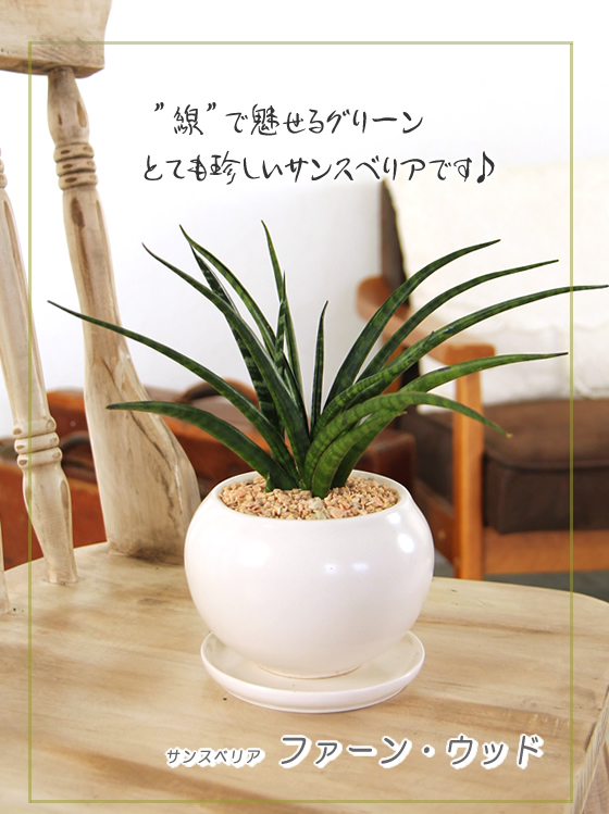 バーゲンで 観葉植物 珍しい サンセベリア サンスベリア ファーンウッド 白丸器 送料無料 ギフト プレゼント 新築祝い 引越し祝い 開店祝い 開所祝い 開業祝い 移転祝い 誕生日 贈り物 お礼 お祝い 結婚記念日 卒業祝い 入学祝い 退職祝い 結婚祝い 就職祝い Talubo Go Th