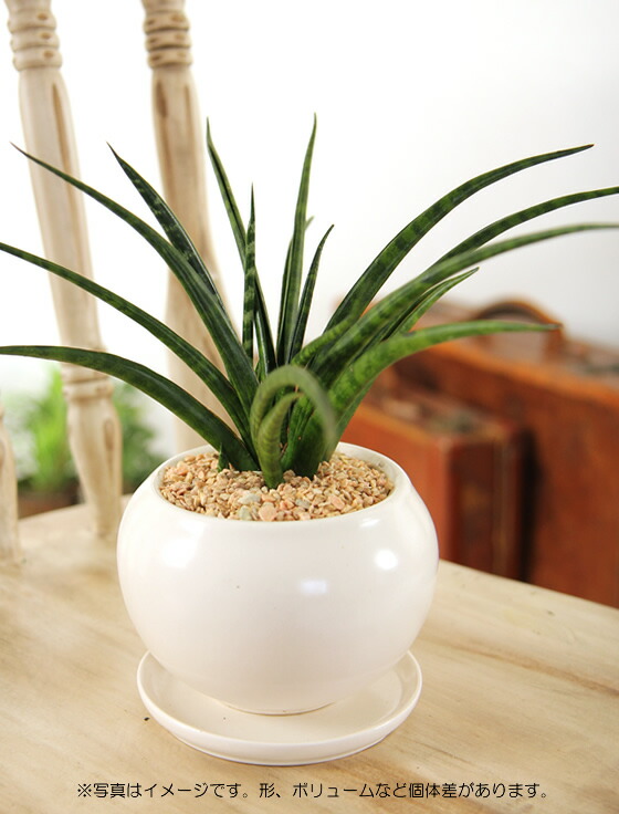 貨物輸送無料 異色 サンセベリア サンスベリア ファーンウッド 白丸容れもの 観葉植物 Bx80 Foxunivers Com