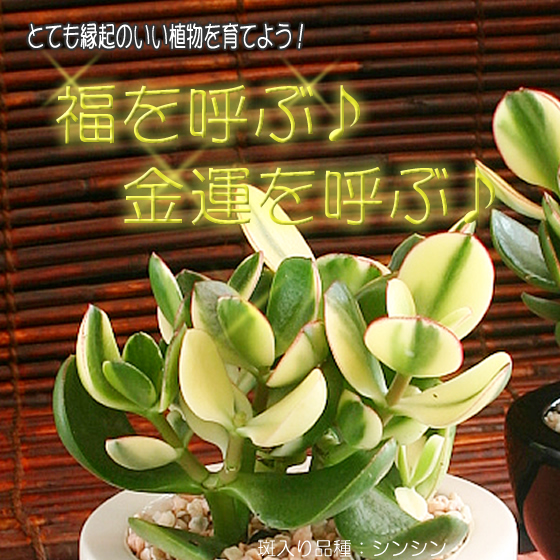 tsukaguchi Support Cactus plants modern interior Asian 