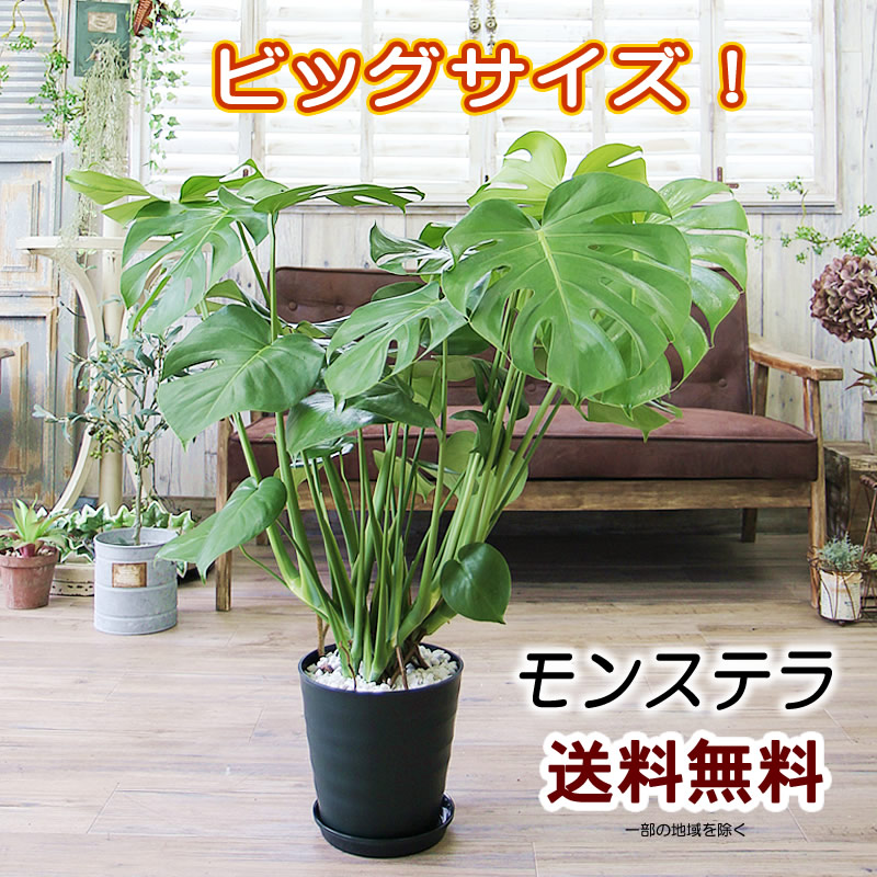 送料無料 大きな葉はアジアンで人気 1 モンステラ 8号 観葉植物 Bx160 Educaps Com Br