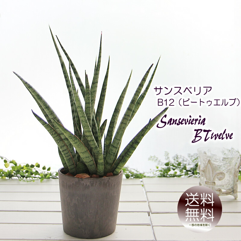 楽天市場】サンセベリア キルキー プルクラ カッパートーン 5号
