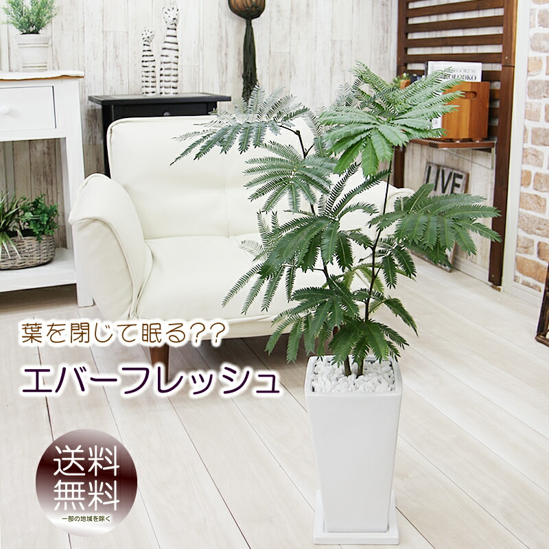 楽天市場】ネムノキ エバーフレッシュ 幹太 4号サイズ 鉢植え